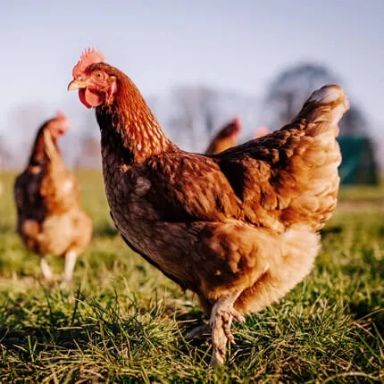 chickens in a field