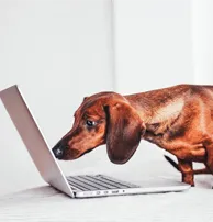 Dog Looking at Laptop