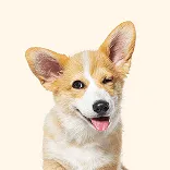 Baby Dog