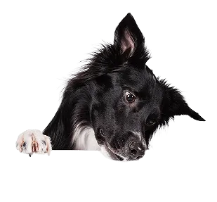 Dog Panel