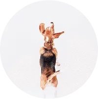 happy dog jumping