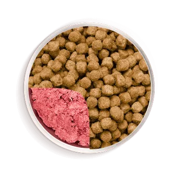 Transition Bowl A