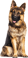 German Shepperd