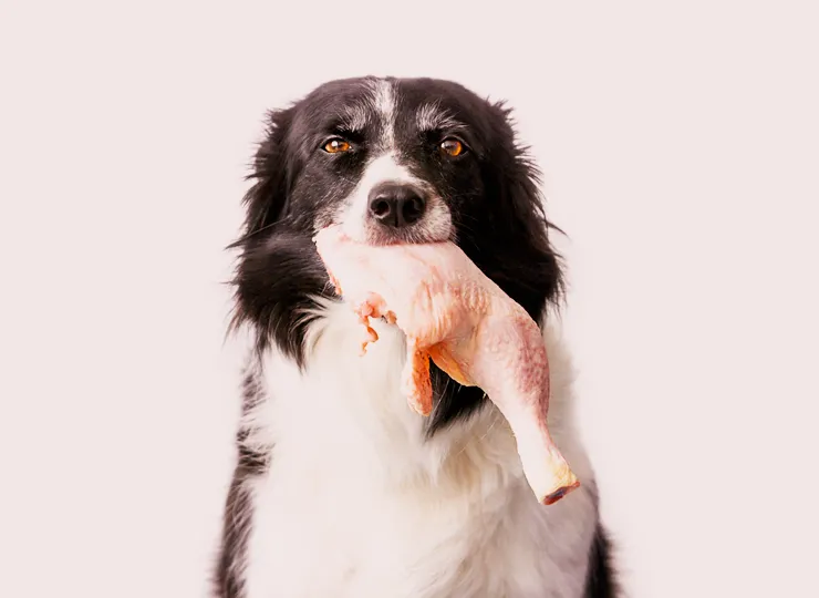 dog holding a chicken leg quarter