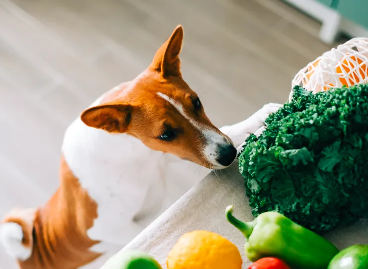 dog sniffing at counter top