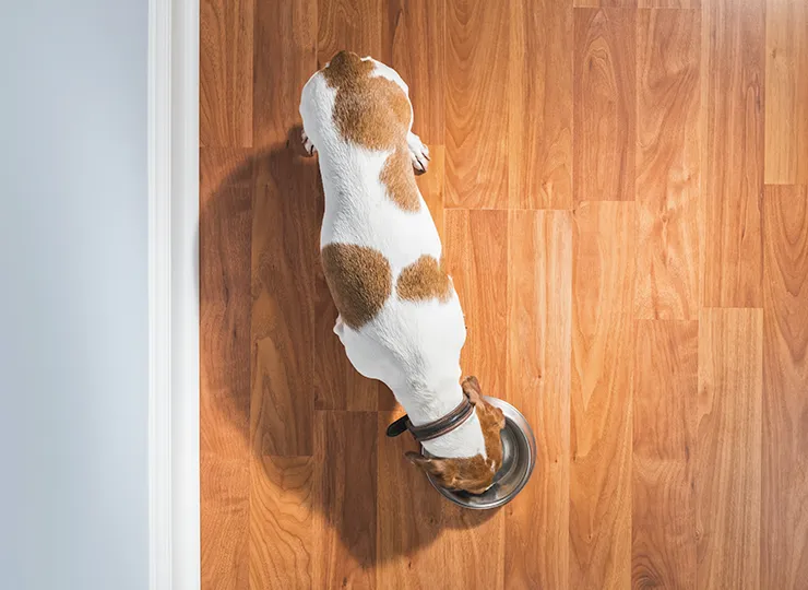 top view of a dog eating