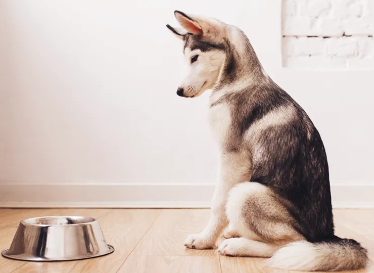 husky waiting for food