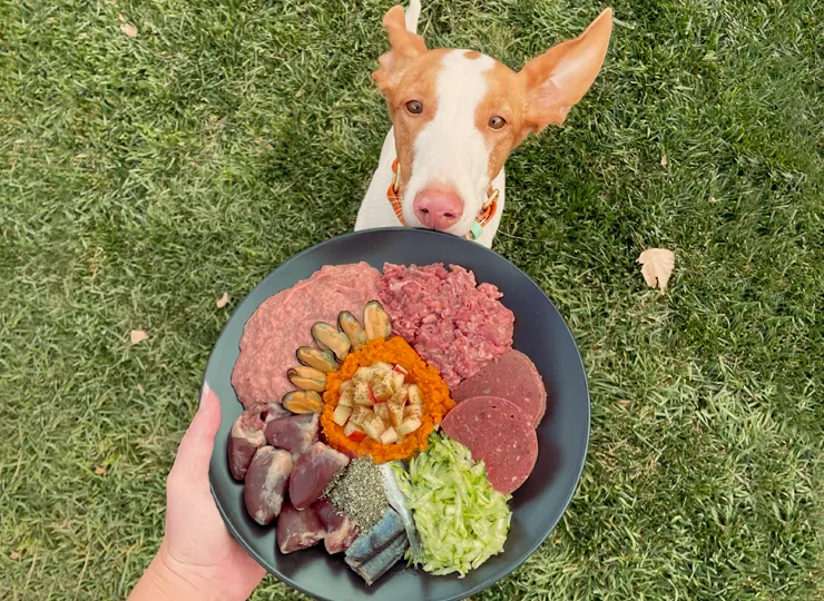 harvest themed DIY raw dog food bowl with dog