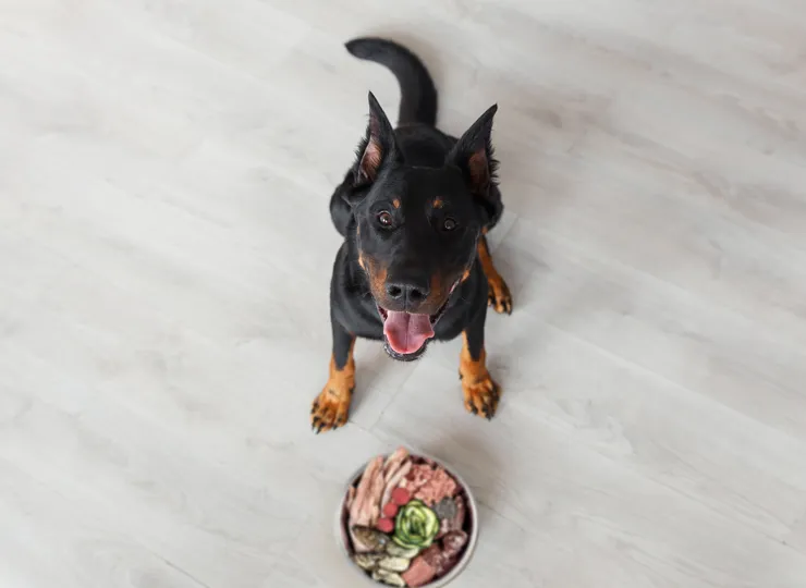 DIY raw pork bowl with dog