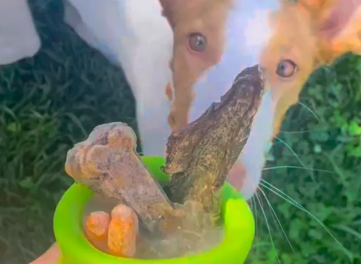 dog waitng for a treat cup