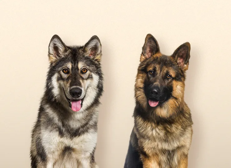 wolf dogs