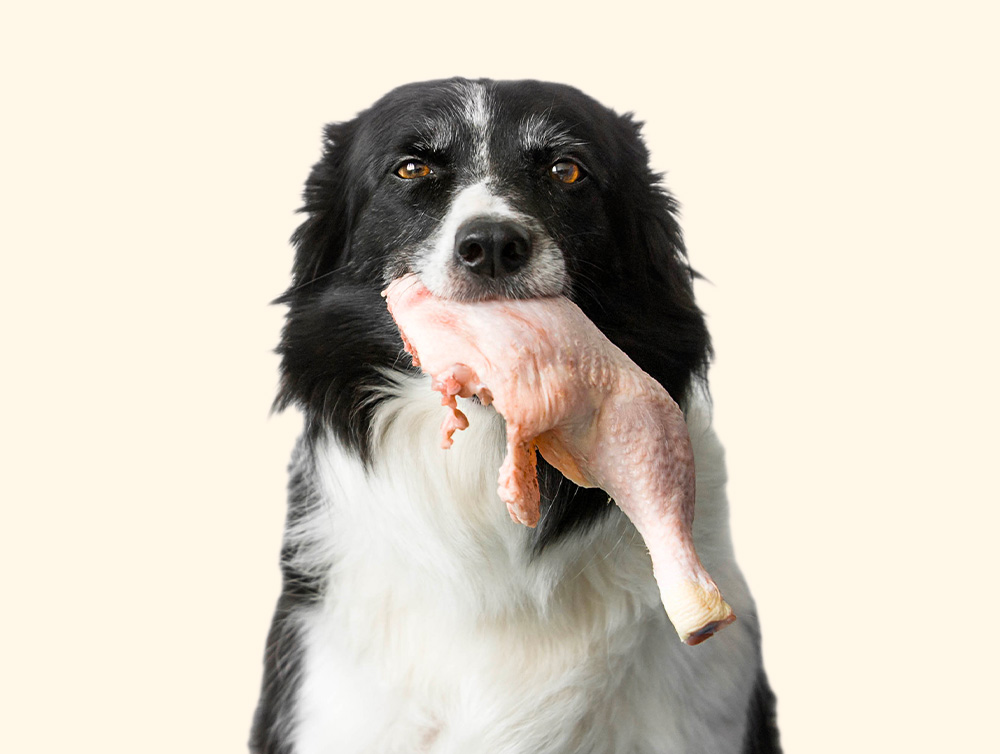 dog with raw chicken leg