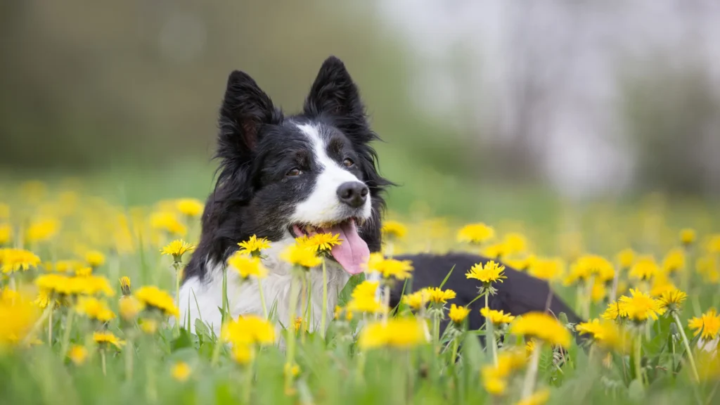 dog in dandelion field