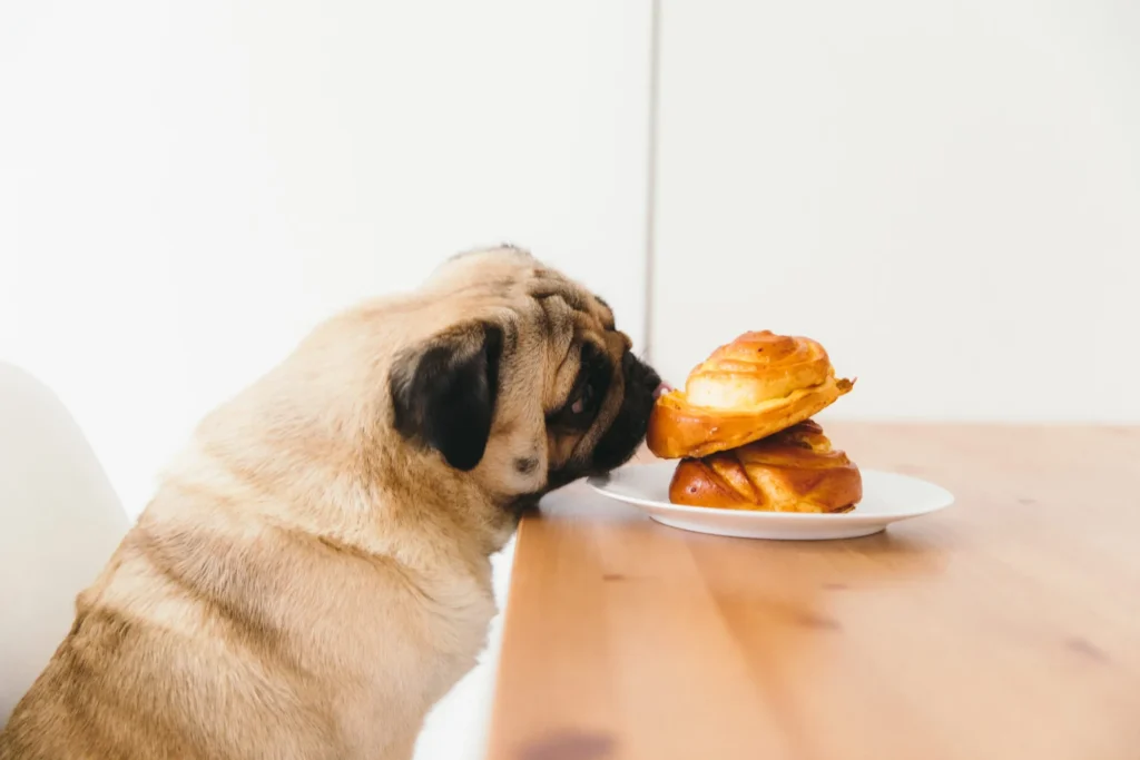 pug eating at a table