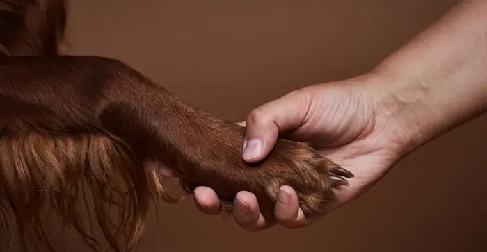 dog and human hand shake