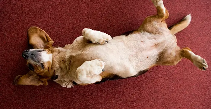 basset asking for belly rubs