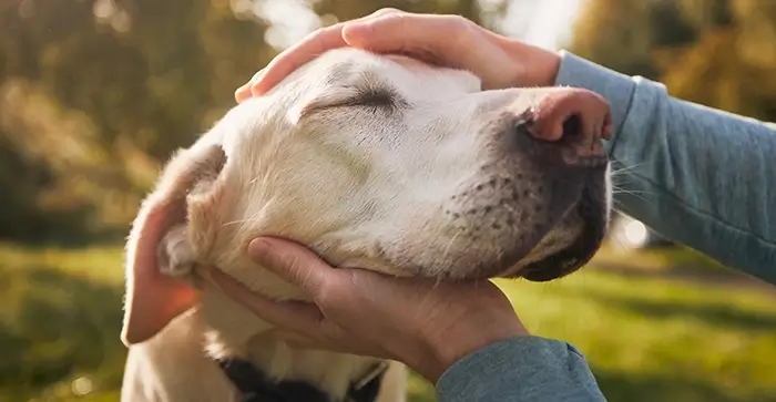 owner petting the dog