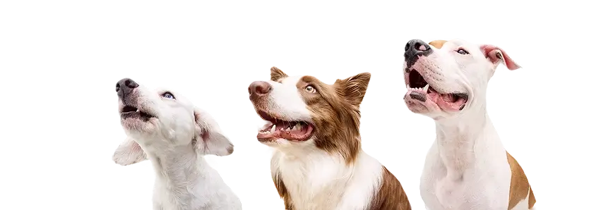 Three dogs sitting and looking up